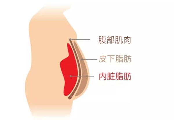 銳強體(tǐ)育為(wèi)您講解:內(nèi)髒脂肪要(yào)怎麽減