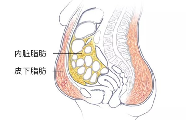 內(nèi)髒脂肪和(hé)皮下(xià)脂肪對(duì)比.jpg