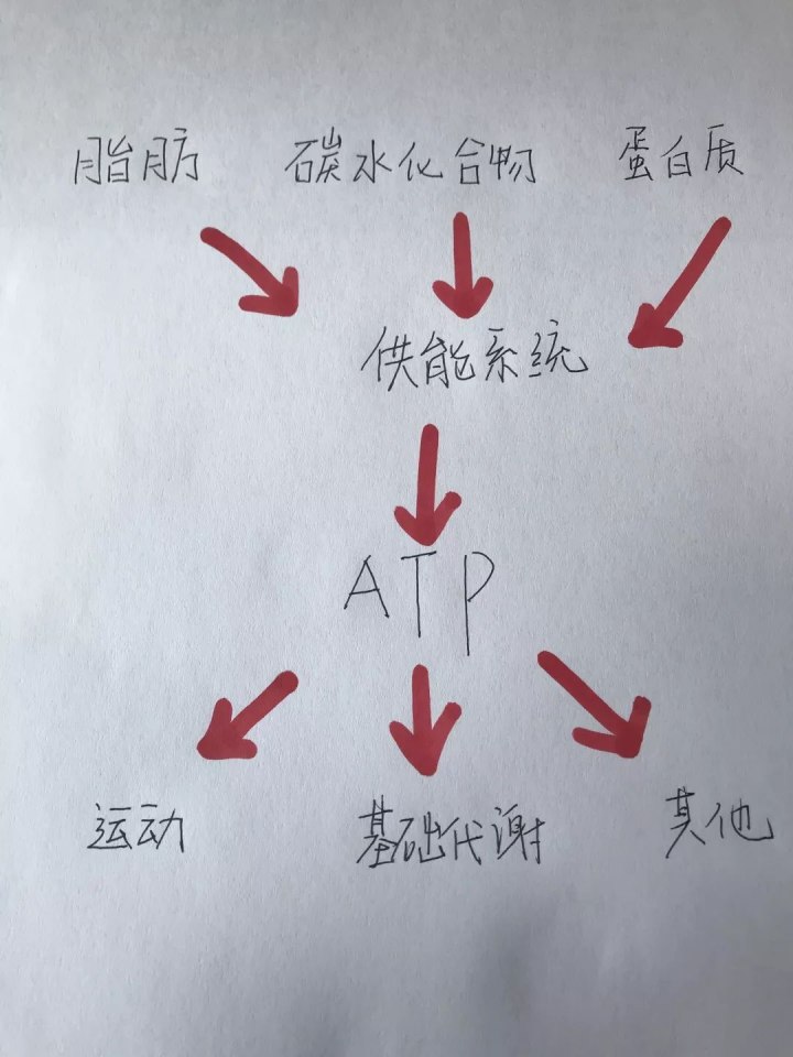 運動30分(fēn)鐘(zhōng)後才開(kāi)始消耗脂肪……是(shì)真是(shì)假？